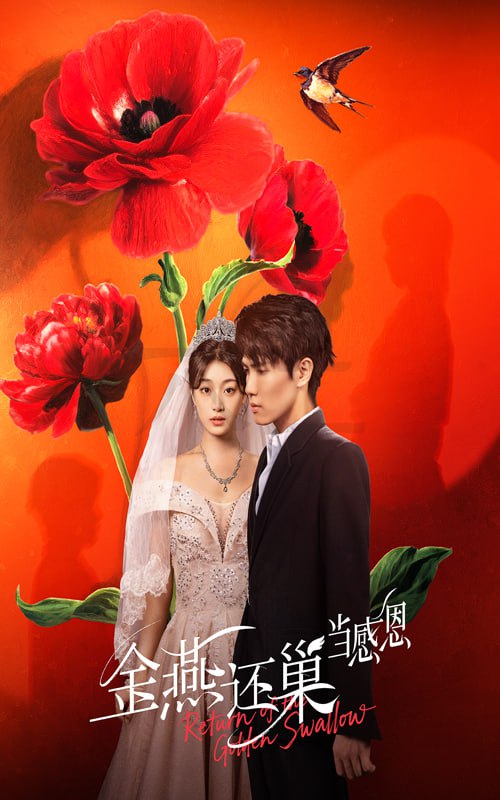 金燕還巢當(dāng)感恩(全集)